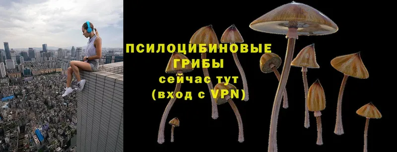 Псилоцибиновые грибы MAGIC MUSHROOMS  купить  сайты  Дивногорск 